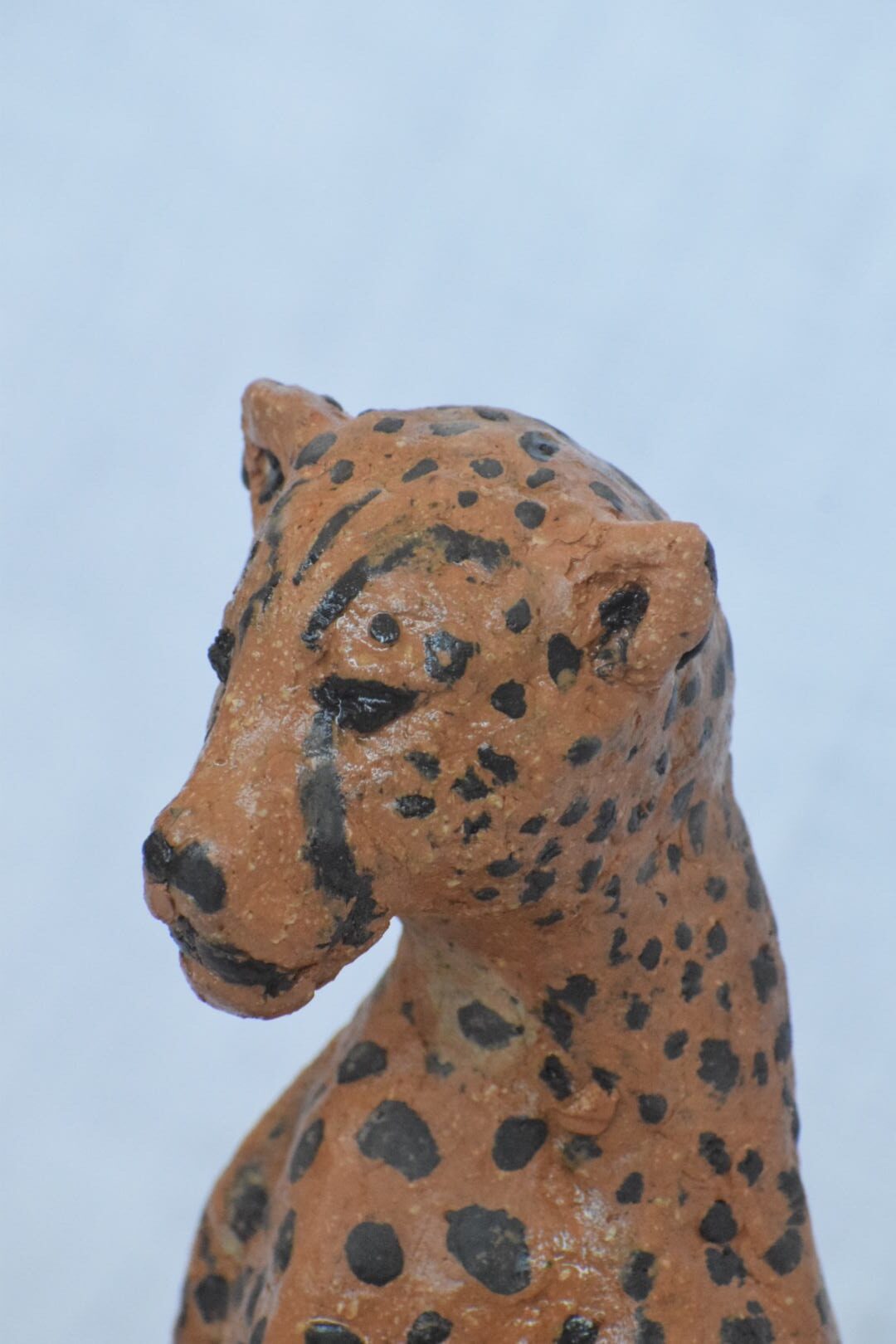 cheetah detail